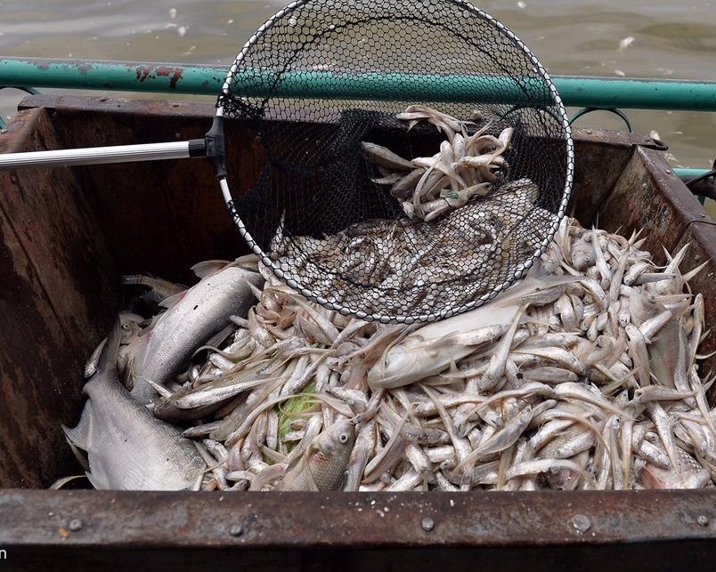 Ha Noi huy dong 1.000 nguoi vot  ca chet o Ho Tay hinh anh