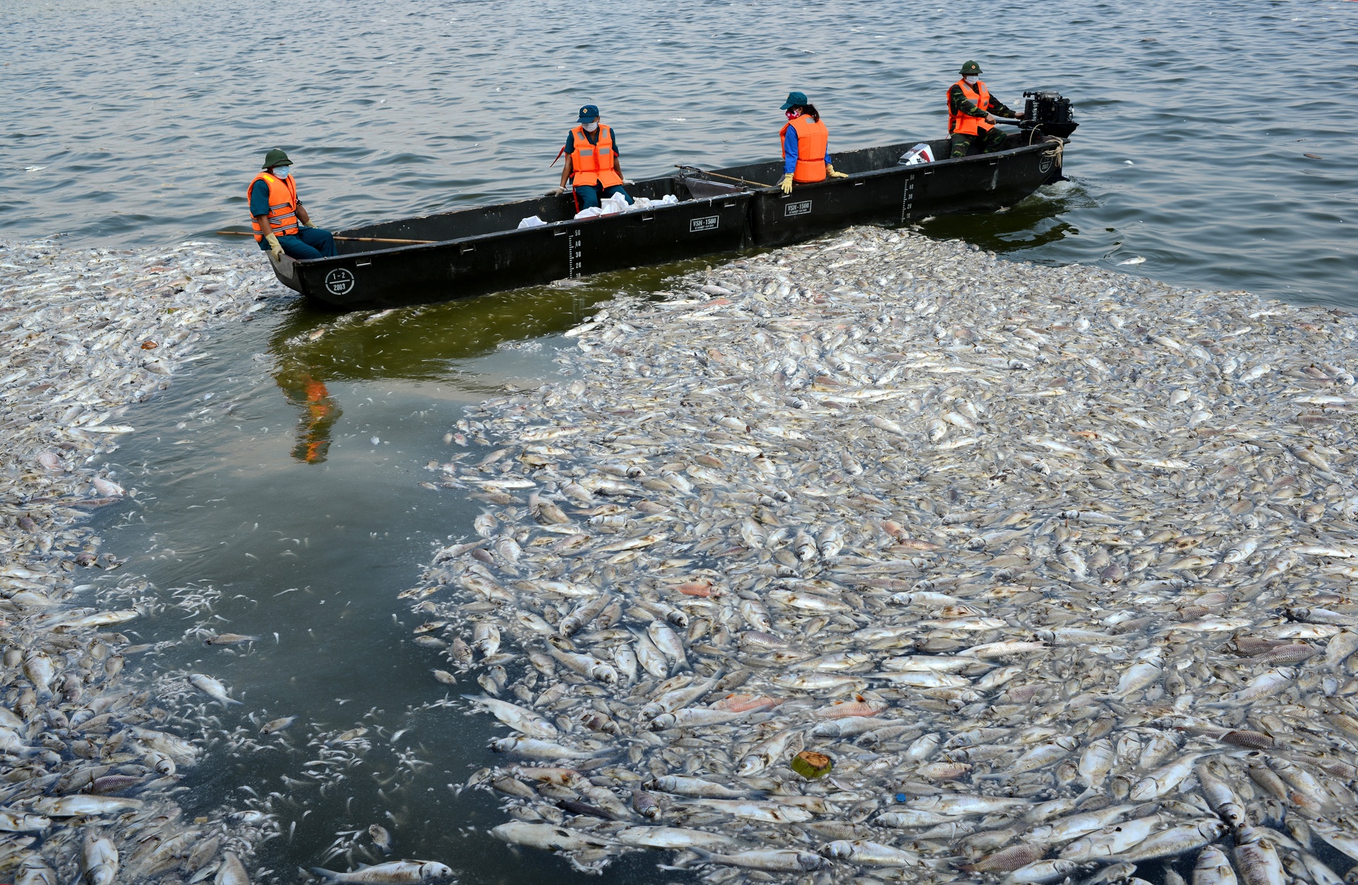 cá chết ở Hồ Tây ảnh 1 ca chet o Ho Tay anh 1