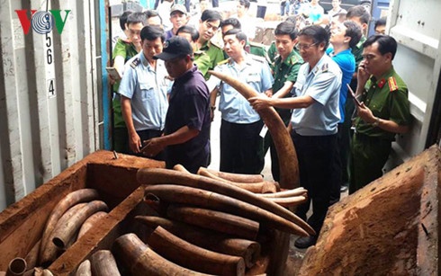 nhập lậu ngà voi ảnh 1 nhap lau nga voi anh 1