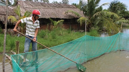 Nuoc kenh doi mau, ca chet o Soc Trang hinh anh