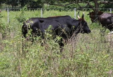 Bo tot xuat hien o khu vuc rung bao ton quoc gia Ma Da hinh anh