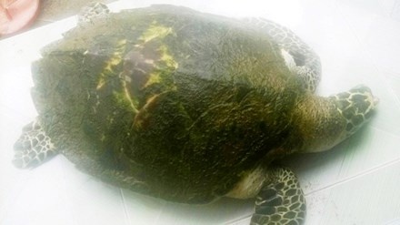 Lien tiep phat hien rua bien quy lac vao dam pha hinh anh