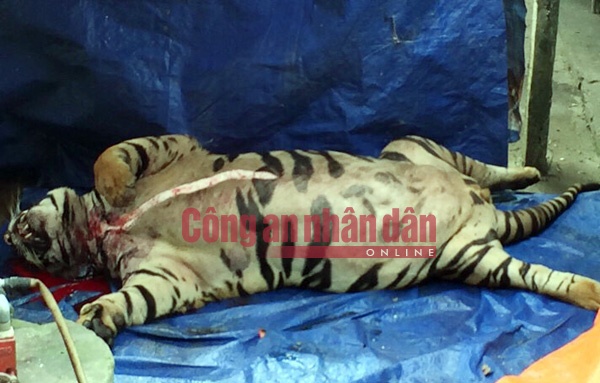 Mua ho song nang 3 ta gia mot ty ve nau cao hinh anh