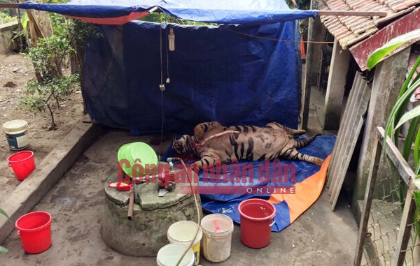 Giet ho nau cao anh 1