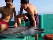 Phan doi xam hai ca heo hinh anh