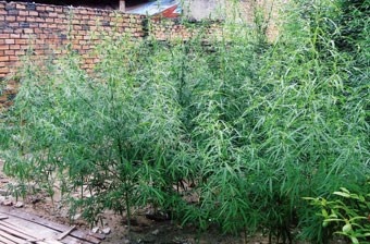 Trong can sa trong vuon de tang thu nhap hinh anh