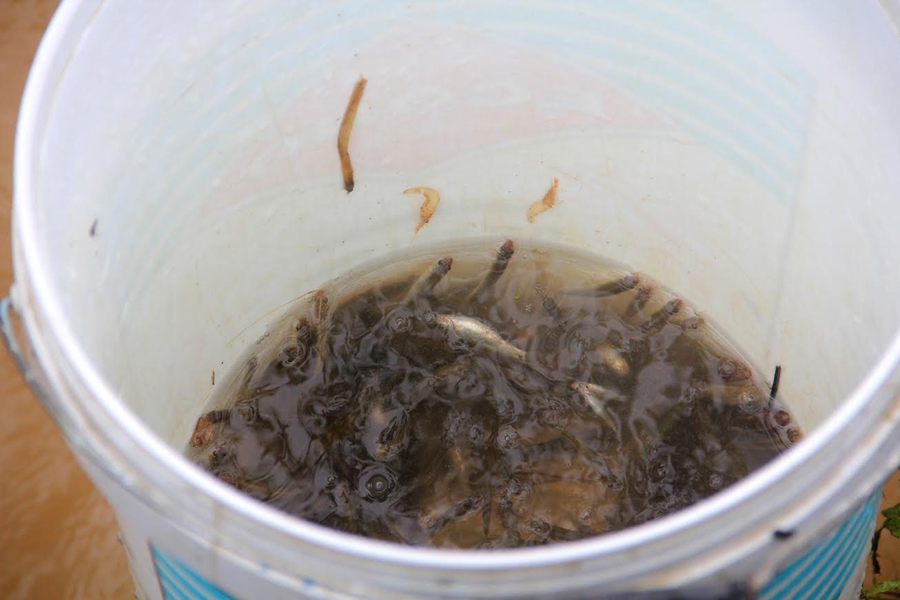 Nông dân vùng giăng rớ bắt cá ảnh 9 Nong dan vung giang ro bat ca anh 9