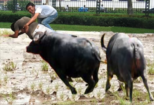 Bi trau 'dien' tan cong, nhieu nguoi phai nhap vien hinh anh