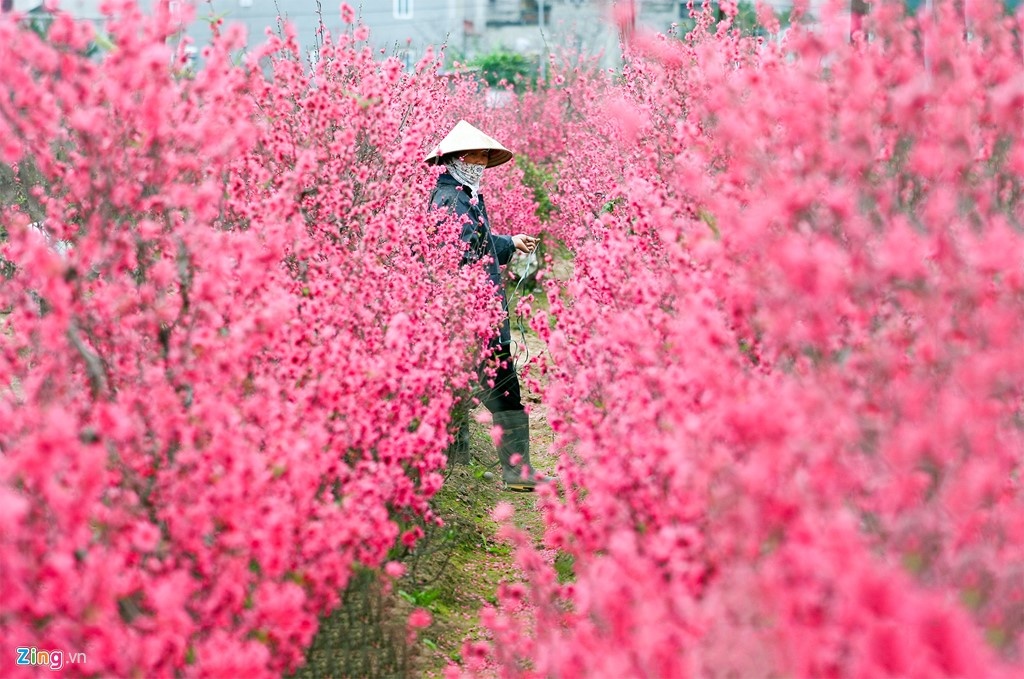 vận chuyển mai đào bằng đường hàng không ảnh 1 van chuyen mai dao bang duong hang khong anh 1