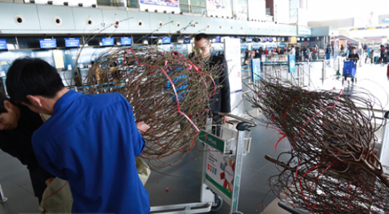 Cac hang hang khong nhan chuyen dao, mai dip Tet Dinh Dau hinh anh