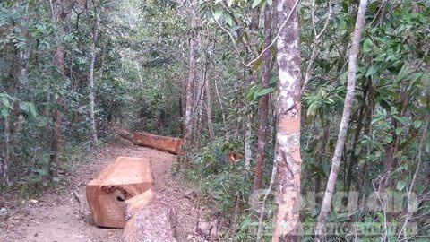 kiểm lâm nổ súng ảnh 1 kiem lam no sung anh 1