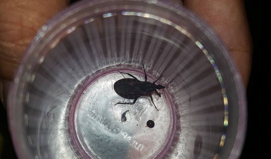 Phát hiện ổ bọ xít hút máu người ảnh 1 Phat hien o bo xit hut mau nguoi anh 1