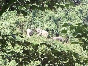 Dan lo so vi dan voi rung 7 con xuat hien hinh anh