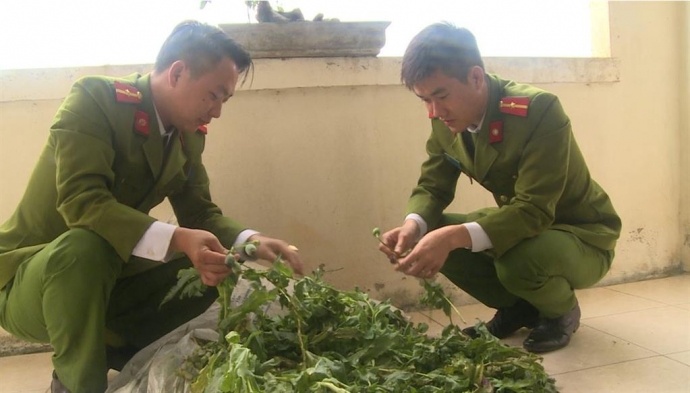 trồng cây thuốc phiện trong nhà ảnh 1 trong cay thuoc phien trong nha anh 1
