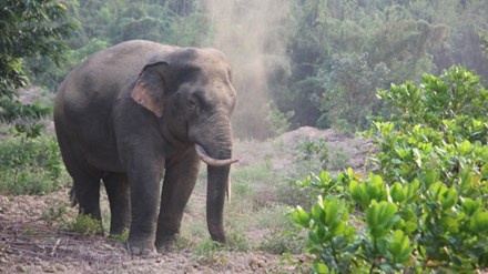 Dong Nai xay hang rao dien 85 ty dong de bao ve dan voi hinh anh