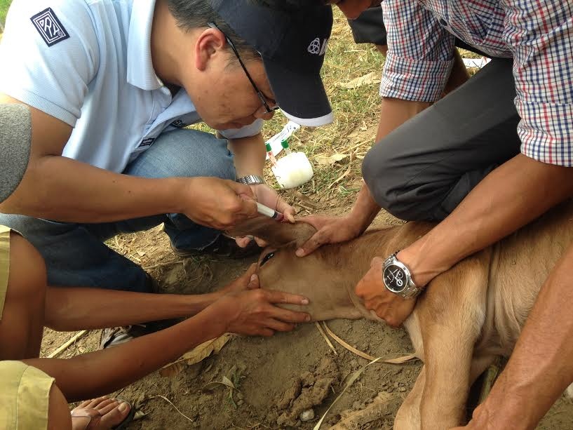 Lai thành công bò tót rừng F2 ảnh 1 Lai thanh cong bo tot rung F2 anh 1