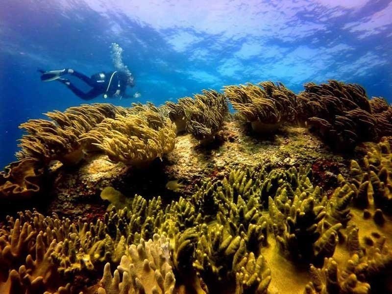 Khong nhan chim 1 trieu m3 bun cat xuong bien hinh anh