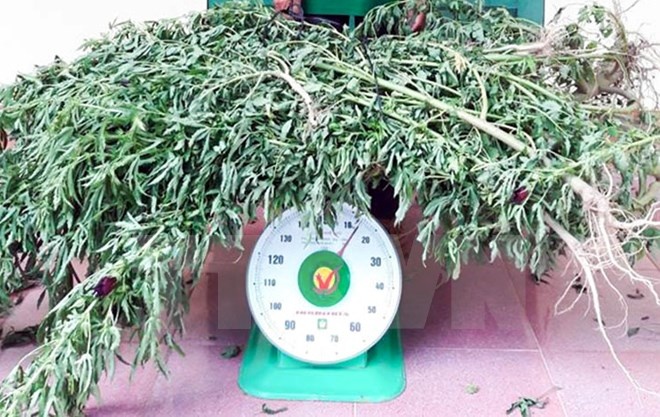 Hai ho dan trong can sa trai phep trong nha kinh hinh anh