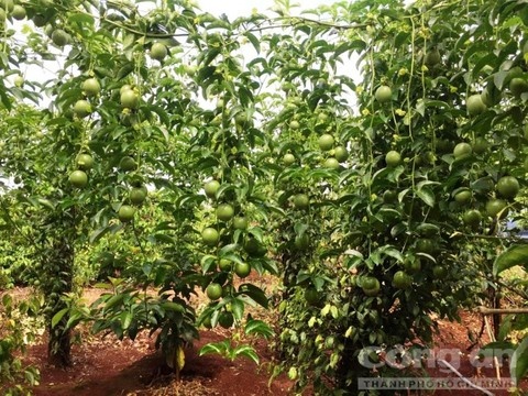 Thue giang ho dan mat nguoi dan anh 2