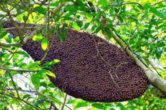 Dang trong gio hoc, 11 hoc sinh bi dan ong dot phai nhap vien hinh anh