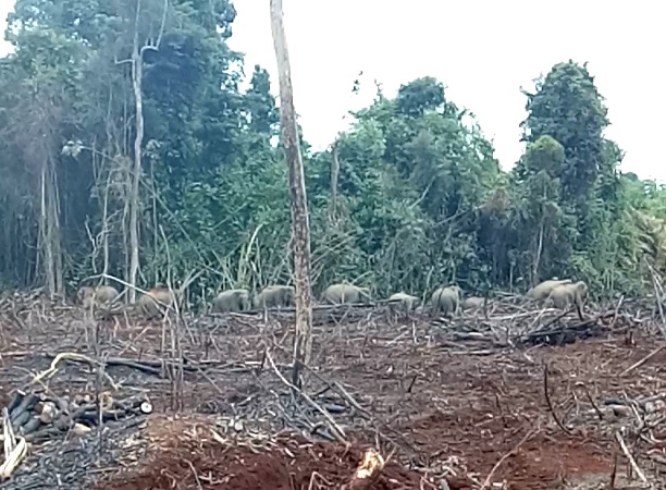 Dan voi o Dong Nai anh 1