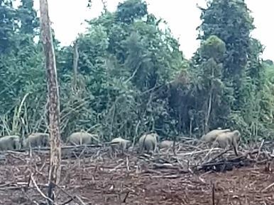 Phat hien dan voi 14 con tai Dong Nai hinh anh