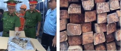 vận chuyển vẩy tê tê ảnh 1 van chuyen vay te te anh 1
