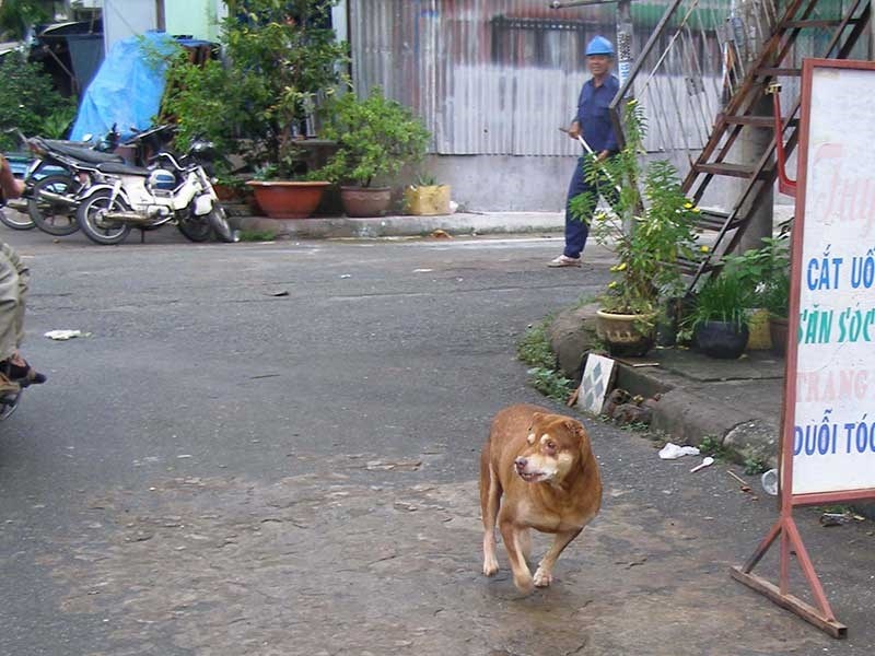 bat cho tha rong anh 2