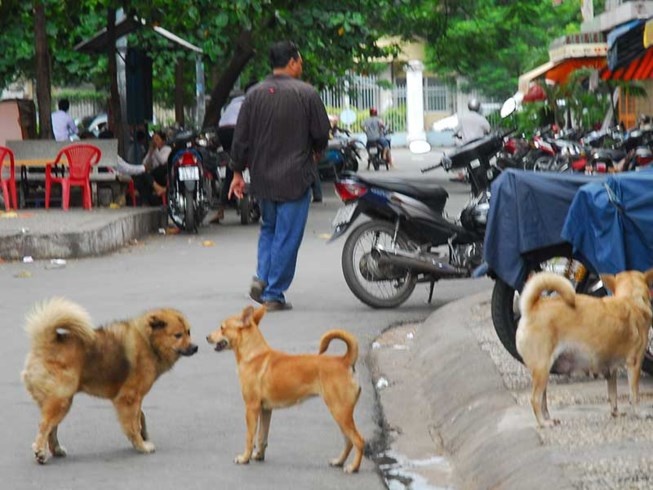 Dan TP.HCM mat hon 26 ty/nam do cho can hinh anh