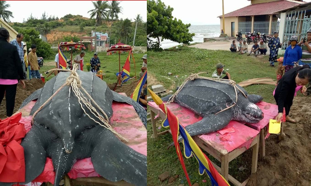 an táng rùa khế dài hơn 3m ảnh 2 an tang rua khe dai hon 3m anh 2