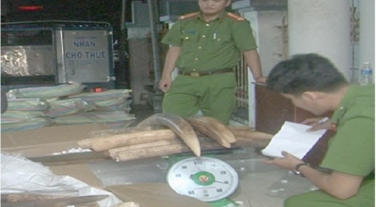Vận chuyển ngà voi ảnh 1 Van chuyen nga voi anh 1