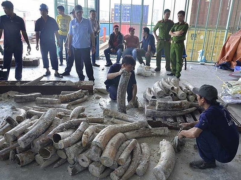 Tạm đình chỉ 4 vụ buôn lậu ngà voi ảnh 1 Tam dinh chi 4 vu buon lau nga voi anh 1