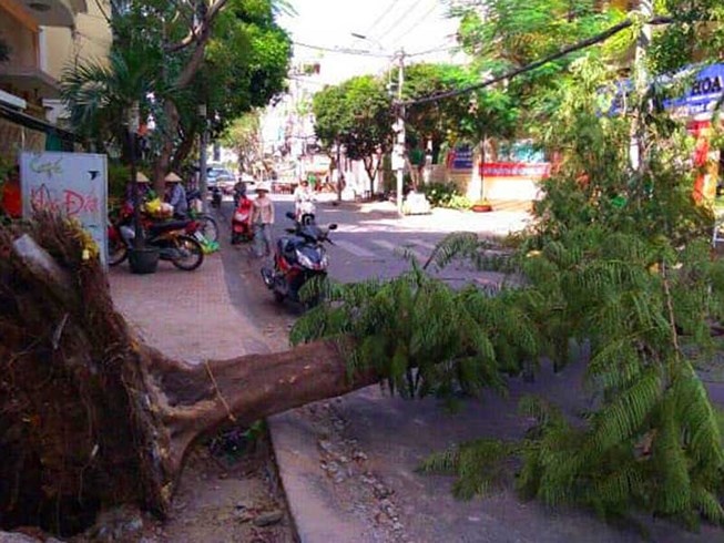 Nhiều cây xanh bật gốc ảnh 1 Nhieu cay xanh bat goc anh 1