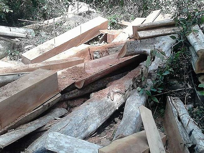 13 vụ án phá rừng phải tạm đình chỉ ảnh 1 13 vu an pha rung phai tam dinh chi anh 1