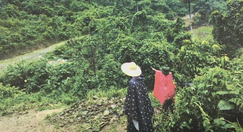 chiec long ga don song dien thoai anh 1