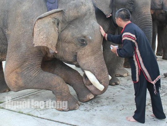 le cung suc khoe cho voi anh 4