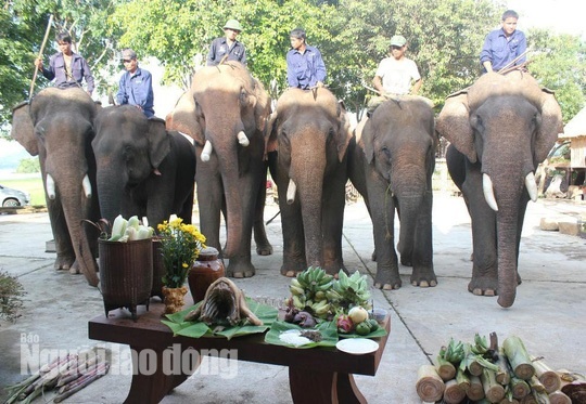 le cung suc khoe cho voi anh 1