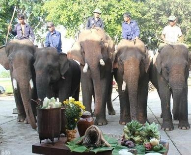 Doc dao le cung suc khoe cho voi hinh anh