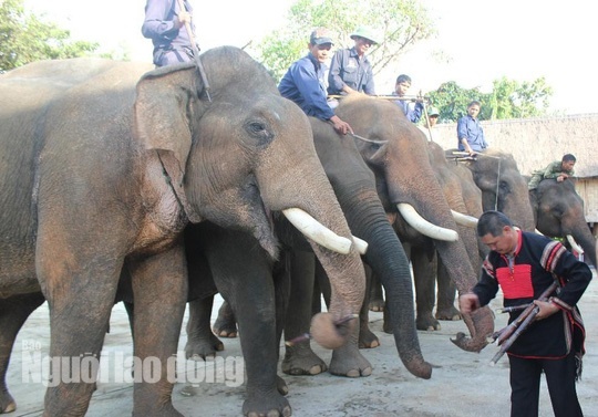 le cung suc khoe cho voi anh 3