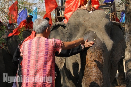 le cung suc khoe cho voi anh 2