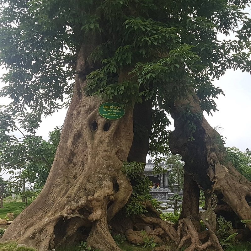 Khu ẩm thực hơn 70.000m2 trái phép ảnh 4 Khu am thuc hon 70.000m2 trai phep anh 4