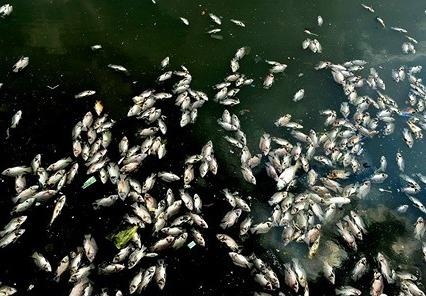 TP.HCM se giam dan ca tren kenh Nhieu Loc – Thi Nghe hinh anh