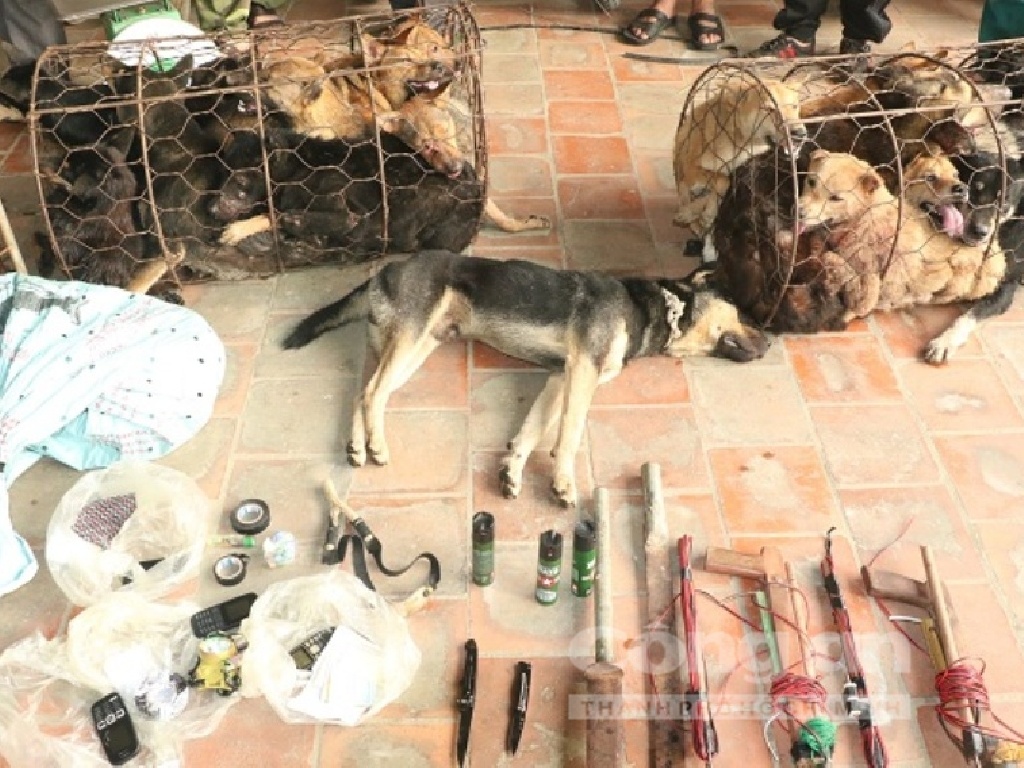 Phá băng trộm chó chuyên nghiệp ảnh 2 Pha bang trom cho chuyen nghiep anh 2