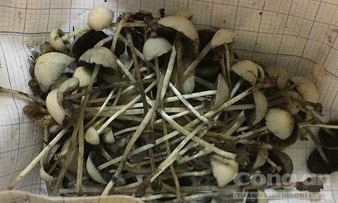 Nấm ma túy cực độc ảnh 1 Nam ma tuy cuc doc anh 1