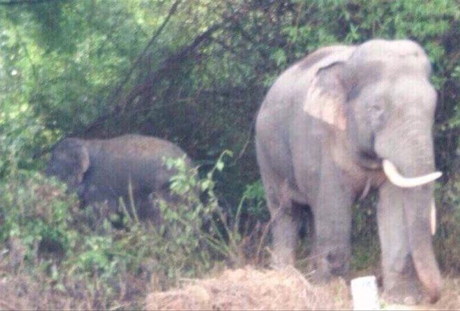 Hang rao dien 'chay' theo voi hinh anh