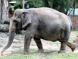 Tranh cai quy dinh nuoi voi co the bi khoi to hinh anh