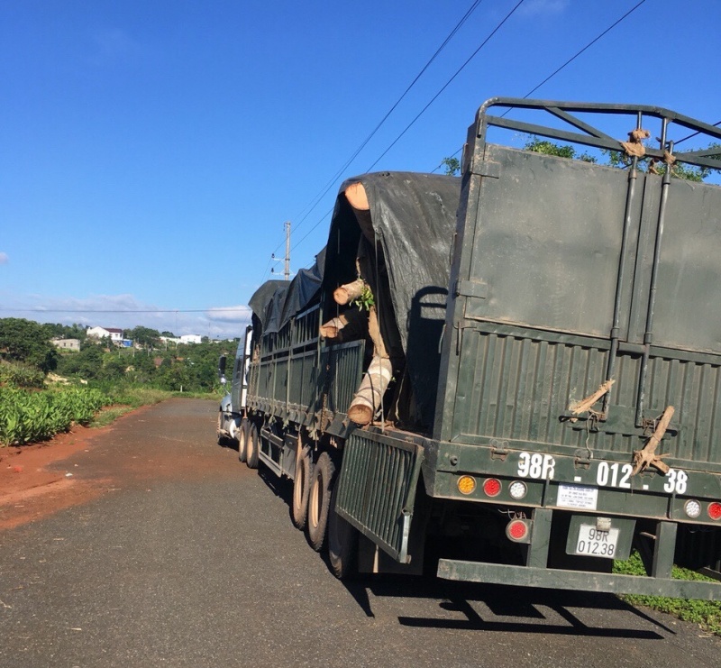 Cay khung nhu quai thu cho ra Ha Noi anh 1