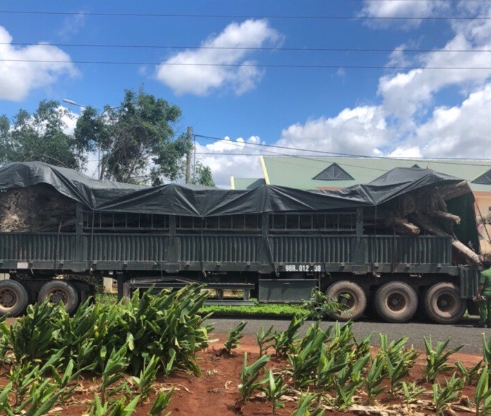 Lai phat hien cay khung nhu 'quai thu' tren duong ra Ha Noi hinh anh