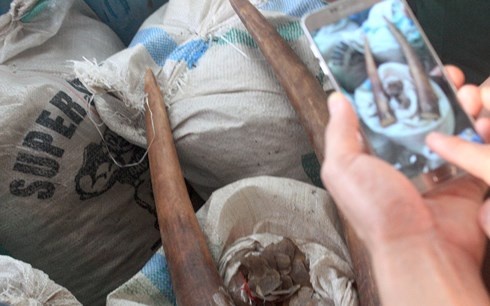 Phat hien duong day van chuyen trai phep nga voi o Da Nang hinh anh