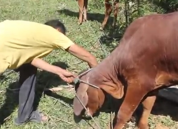 Cap bo bi lo mom long mong cho ho ngheo, can ngheo hinh anh